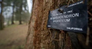 Giant redwoods: World’s largest trees ‘thriving in UK’