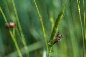  Pest and Disease Management