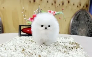 AKC Pomeranian