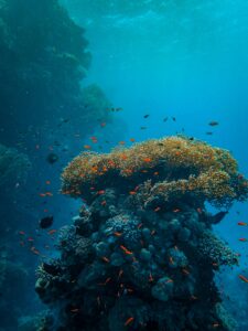 scuba diving packages
