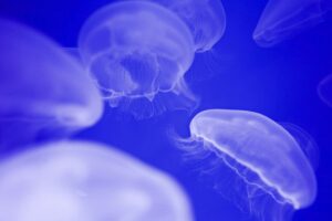 scuba diving uae
