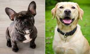 dog coller