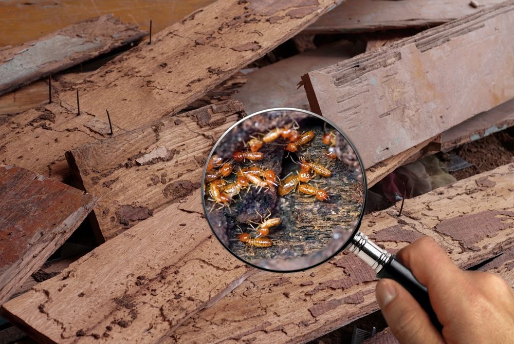 Termite Inspection Montgomery County